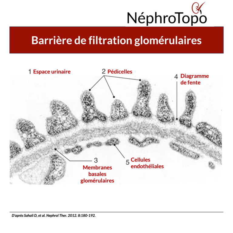 filtration-glomerulaire-nephrotopo