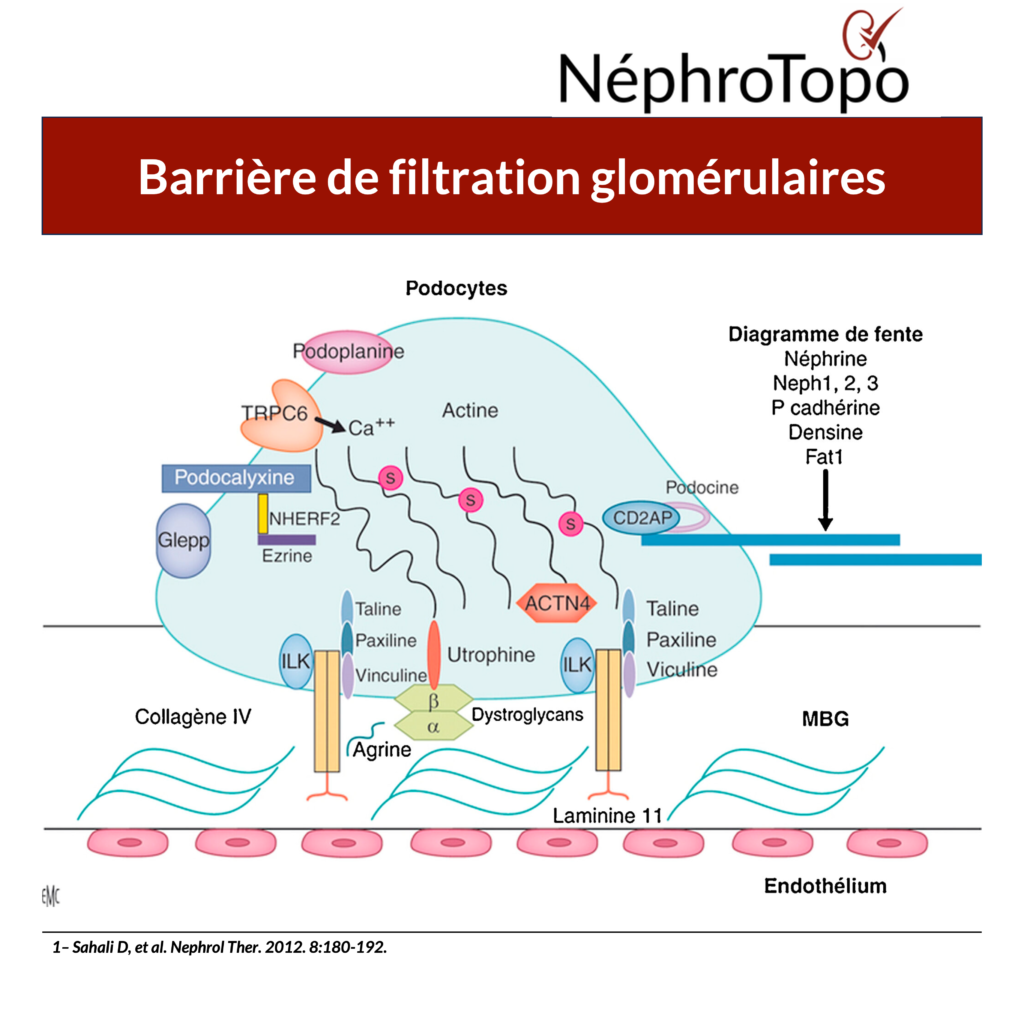 podocyte-nephrotopo