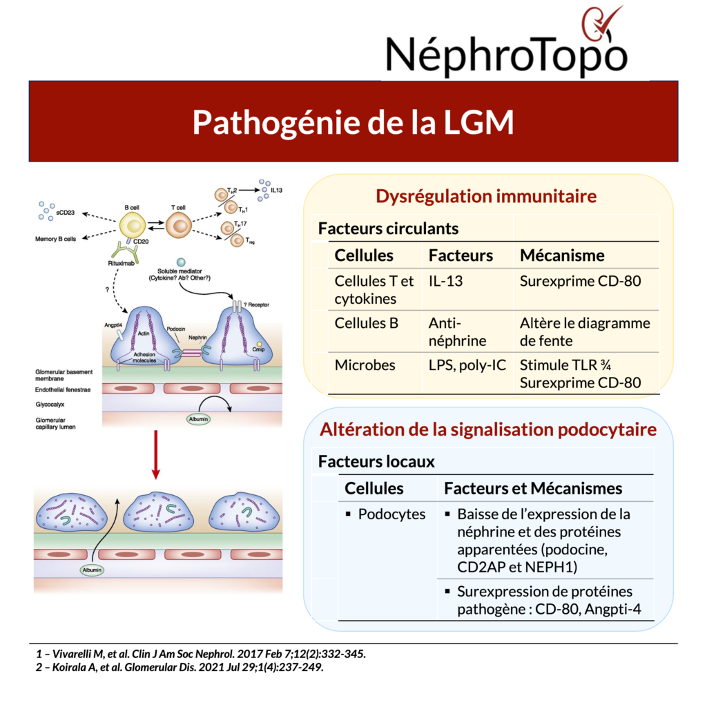 interaction-immuniaire-podocyte-lgm-nephrotopo