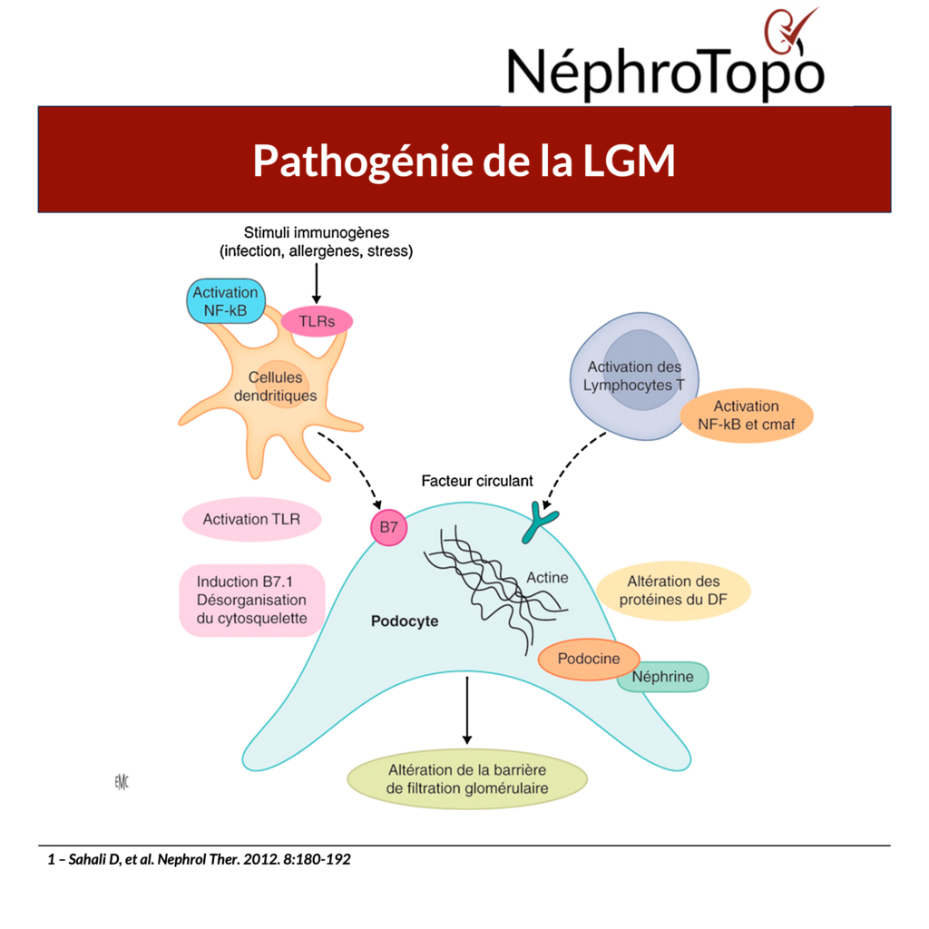 pathogénie-de-la-lgm